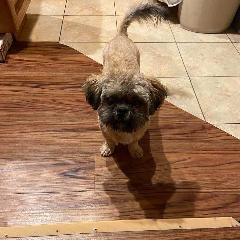 Enlarge Coco, a Adoptable Shih Tzu in Myrtle Beach, SC image 6/6