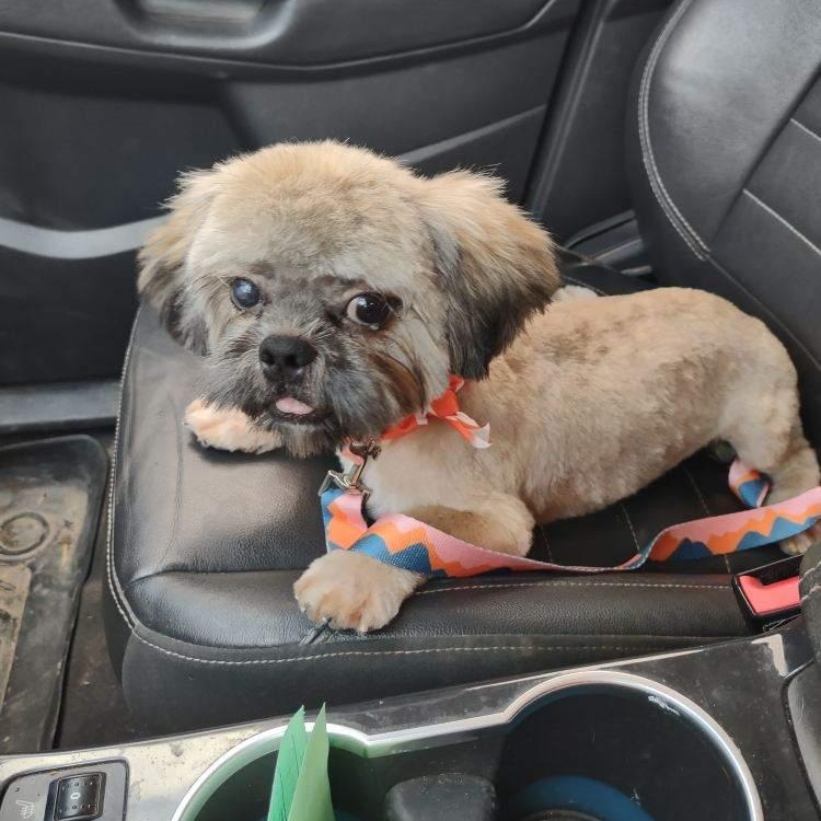 Enlarge Coco, a Adoptable Shih Tzu in Myrtle Beach, SC image 1/6
