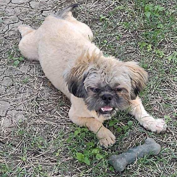 Enlarge Coco, a Adoptable Shih Tzu in Myrtle Beach, SC image 5/6