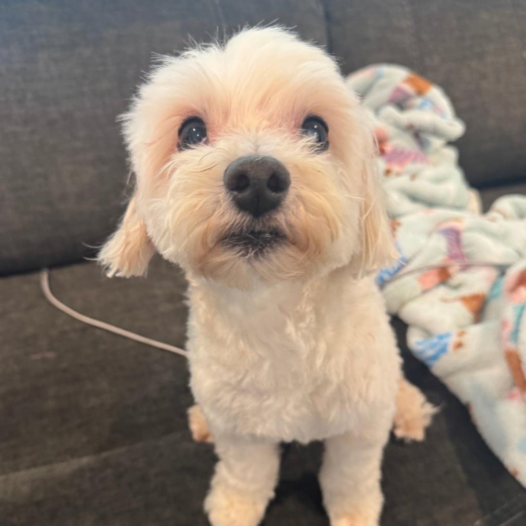 Zepbound (Zeppy), Adoptable, Senior Male Maltese.