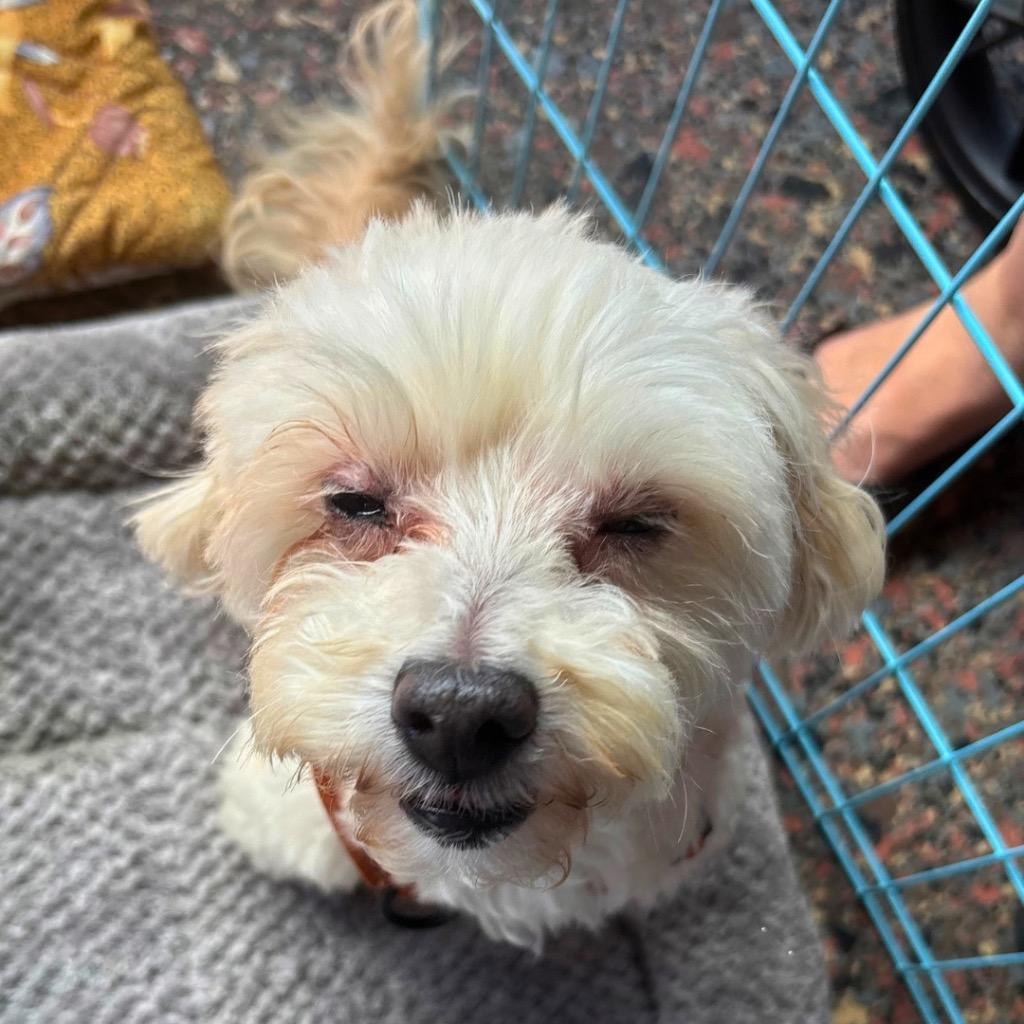 Enlarge Zepbound (Zeppy), a Adoptable Maltese in Bryan, TX image 2/5