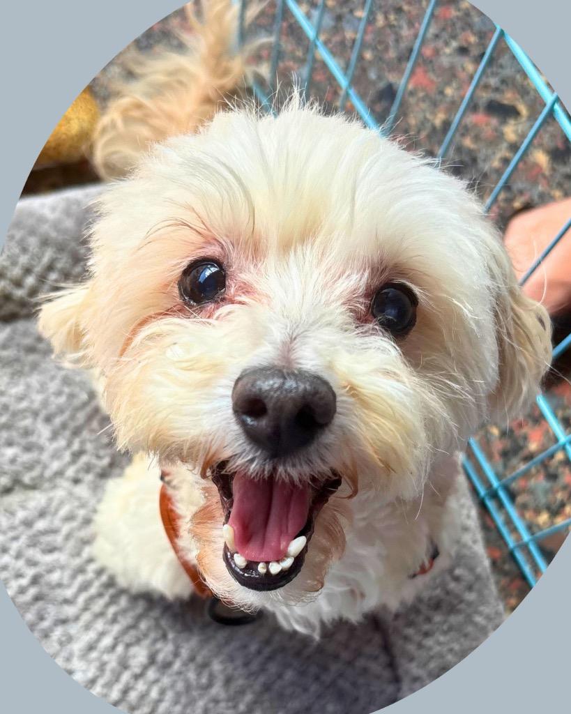 Enlarge Zepbound (Zeppy), a Adoptable Maltese in Bryan, TX image 3/5