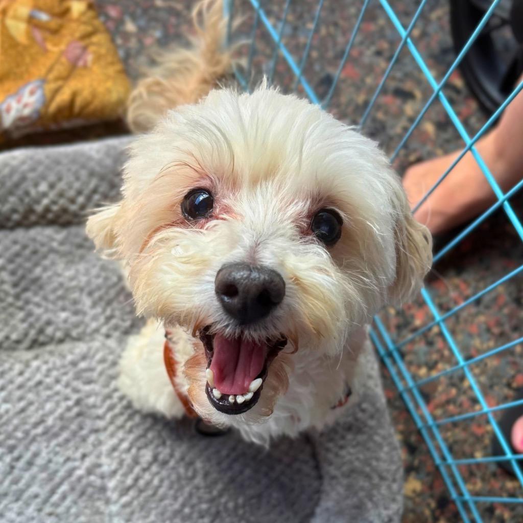 Enlarge Zepbound (Zeppy), a Adoptable Maltese in Bryan, TX image 4/5