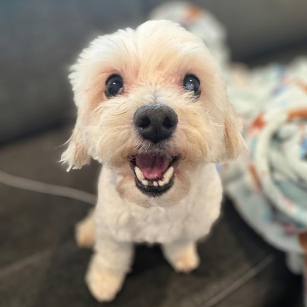 Enlarge Zepbound (Zeppy), a Adoptable Maltese in Bryan, TX image 5/5