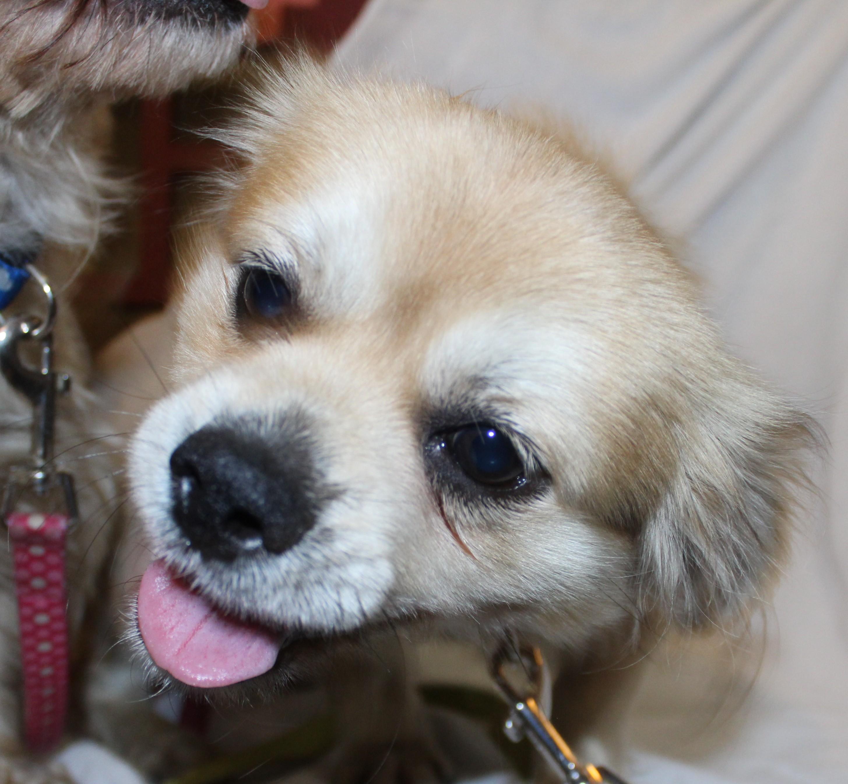 Bento, an adoptable Shih Tzu in Huron, SD, 57350 | Photo Image 1