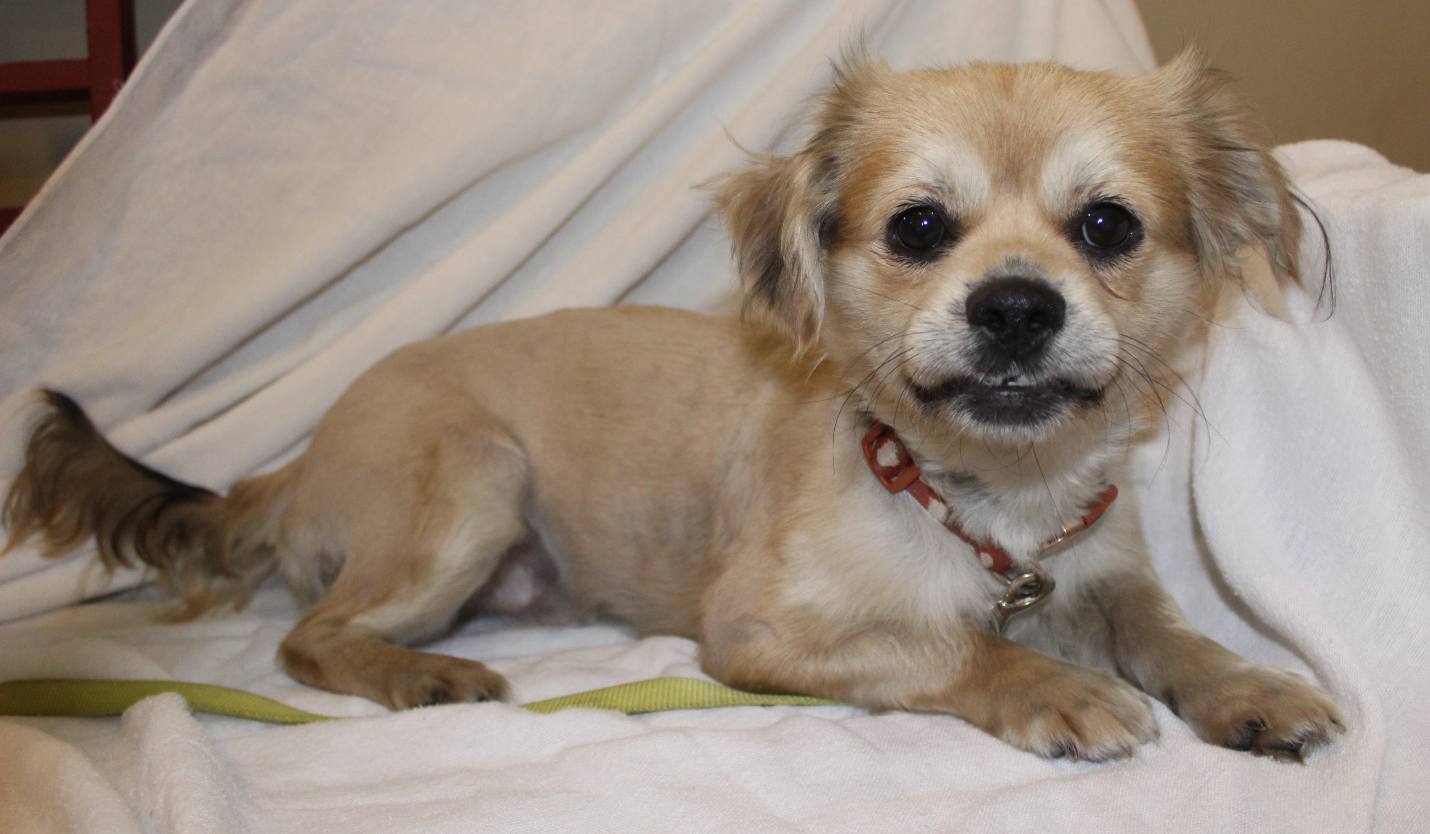 Bento, an adoptable Shih Tzu in Huron, SD, 57350 | Photo Image 2