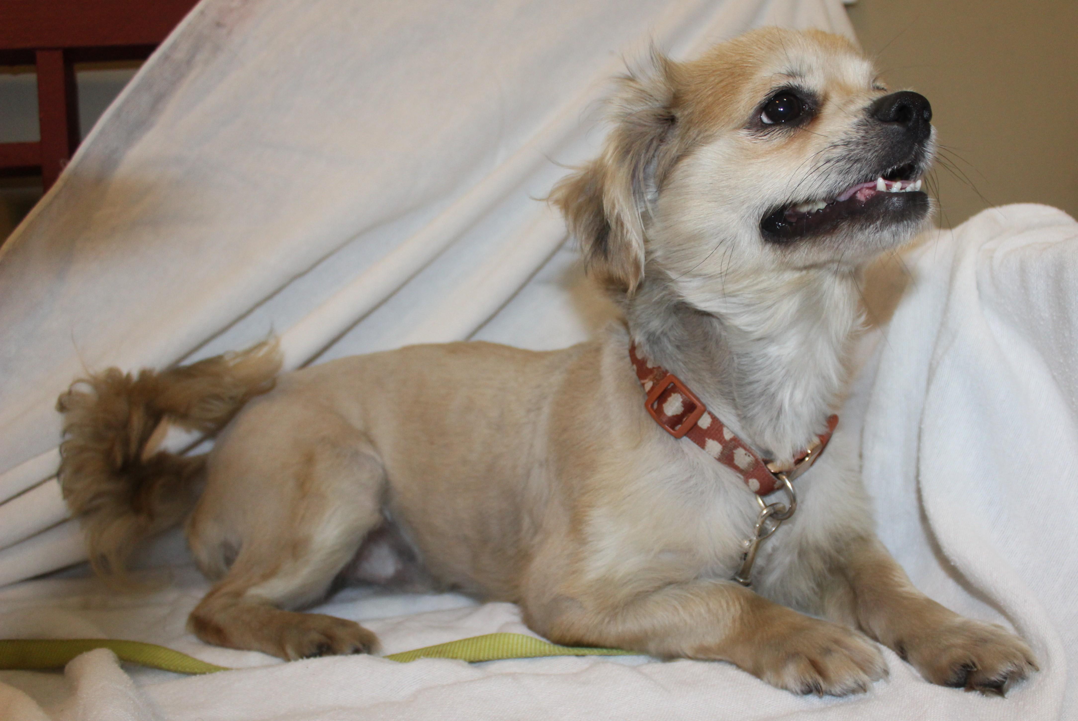 Bento, an adoptable Shih Tzu in Huron, SD, 57350 | Photo Image 4