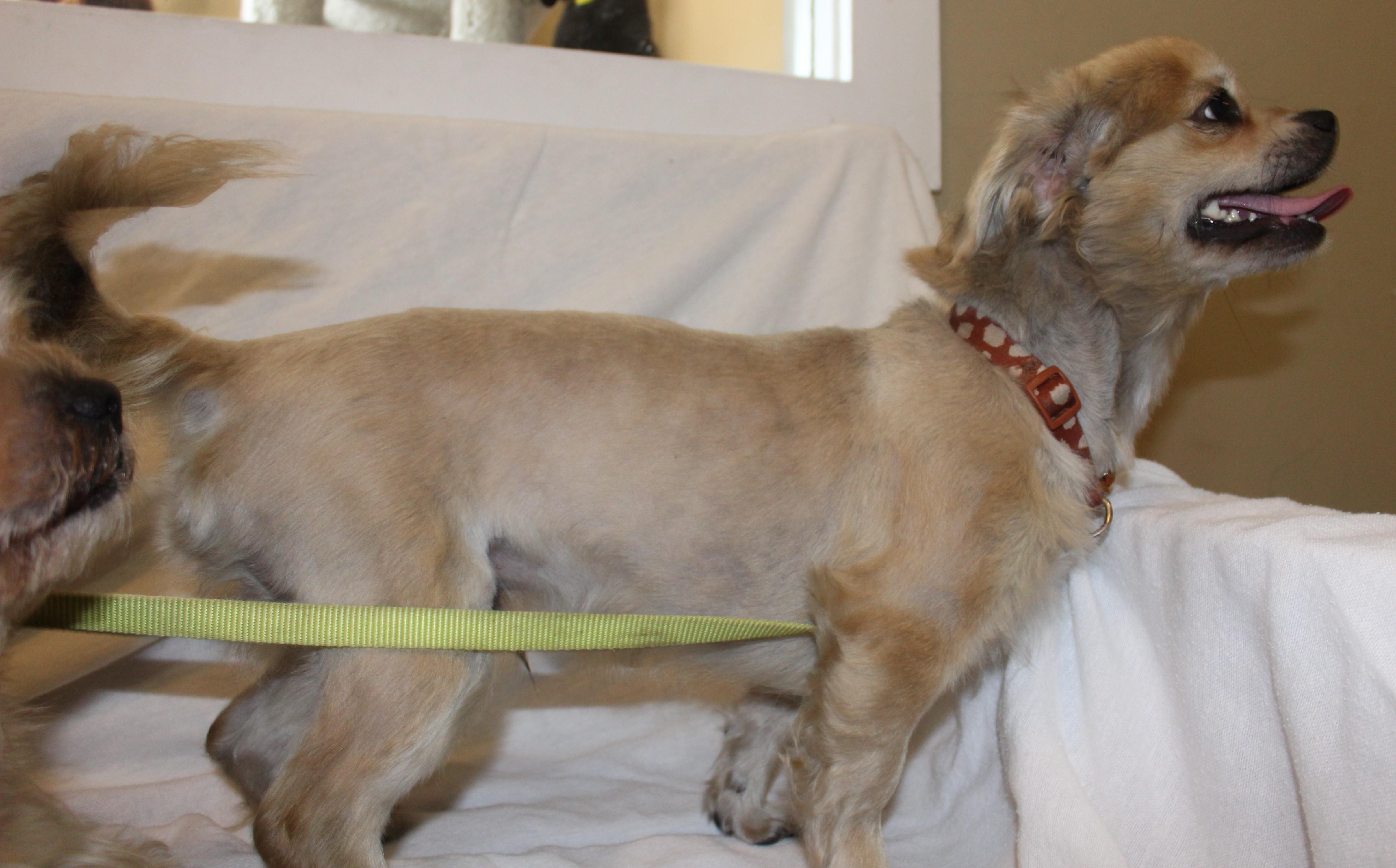 Bento, an adoptable Shih Tzu in Huron, SD, 57350 | Photo Image 3