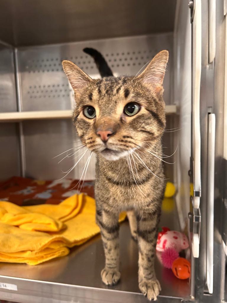 Twinkle Toes — thumbnail 2