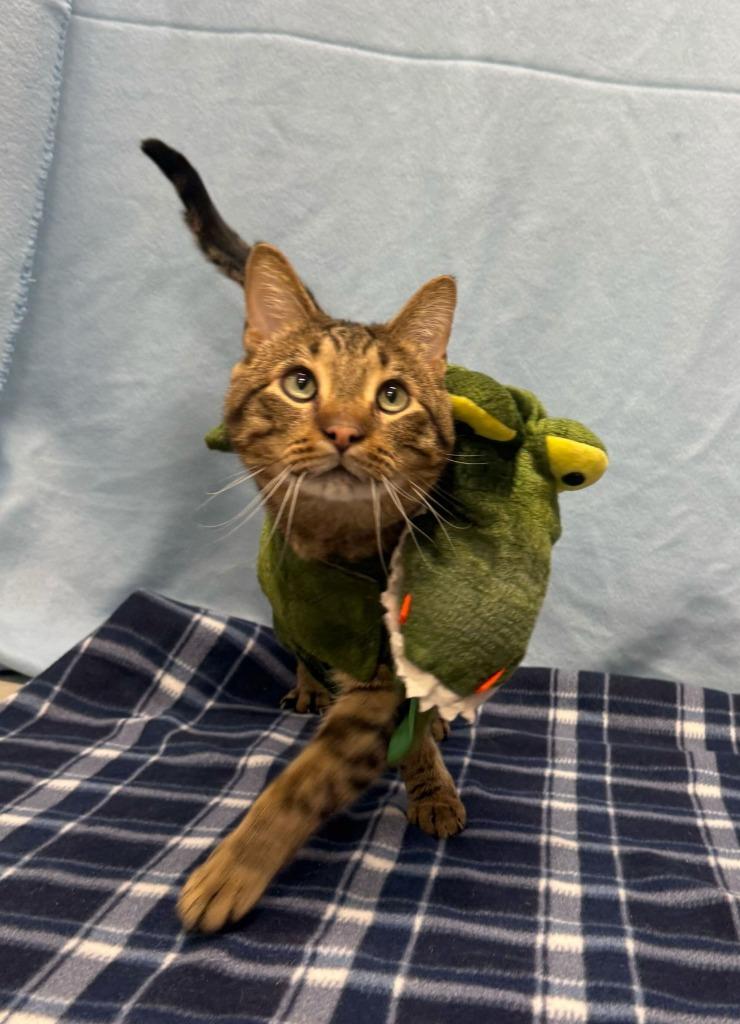 Twinkle Toes — thumbnail 3