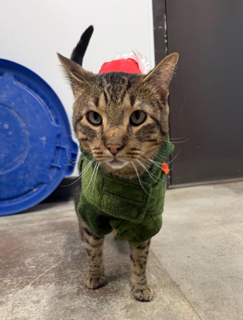 Twinkle Toes — thumbnail 4