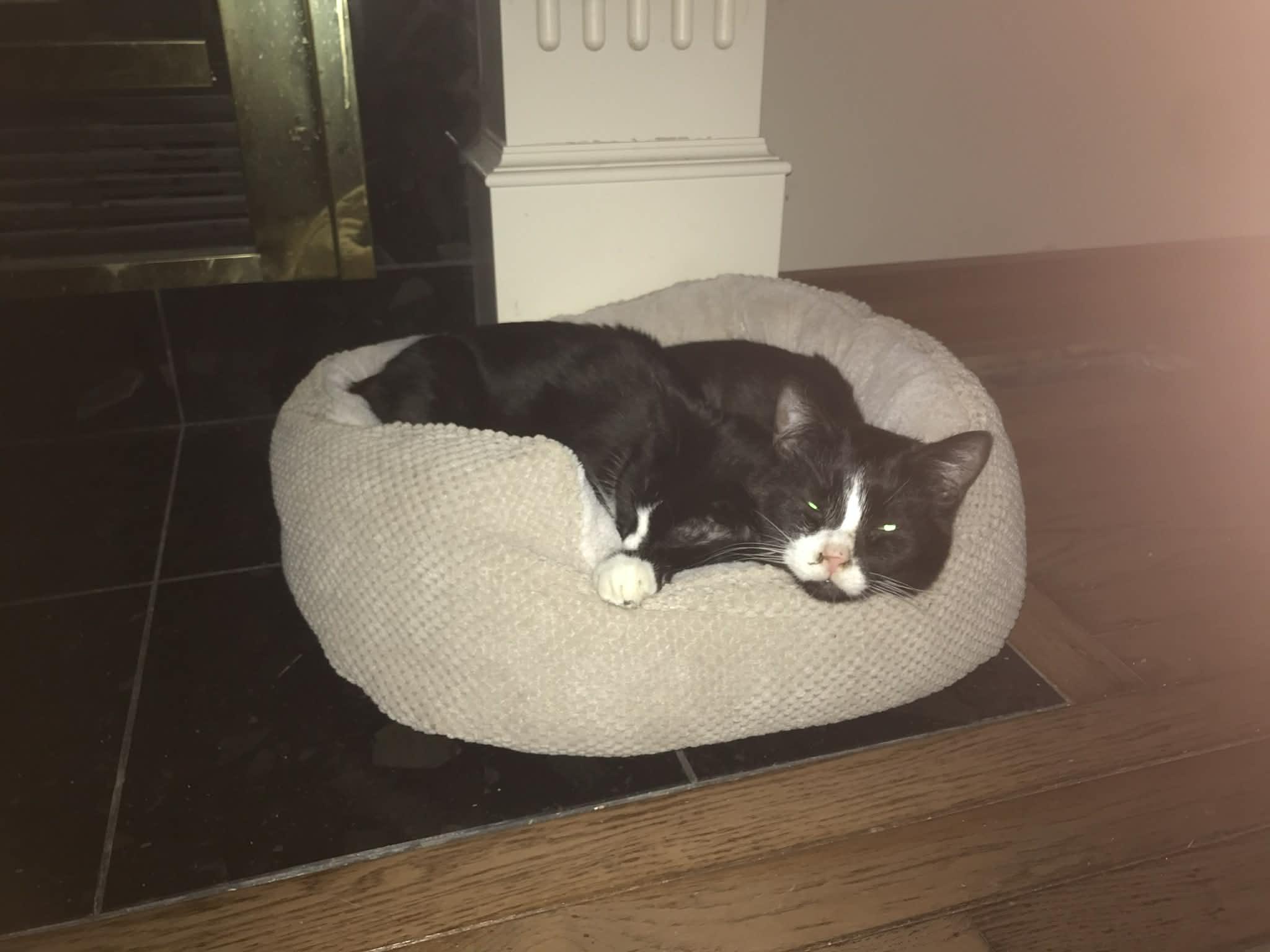 Enlarge Roo, a ADOPTABLE Tuxedo in Winnipeg, MB image 3/4