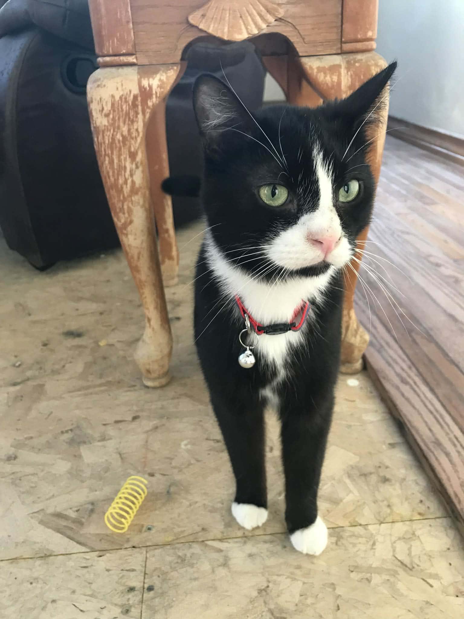 Roo, ADOPTABLE, Adult Male Tuxedo.