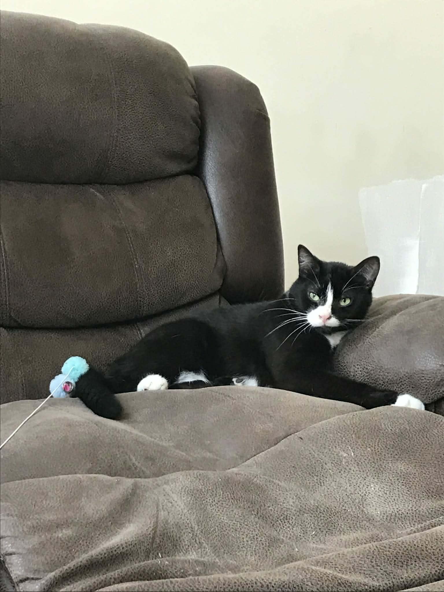 Enlarge Roo, a ADOPTABLE Tuxedo in Winnipeg, MB image 2/4