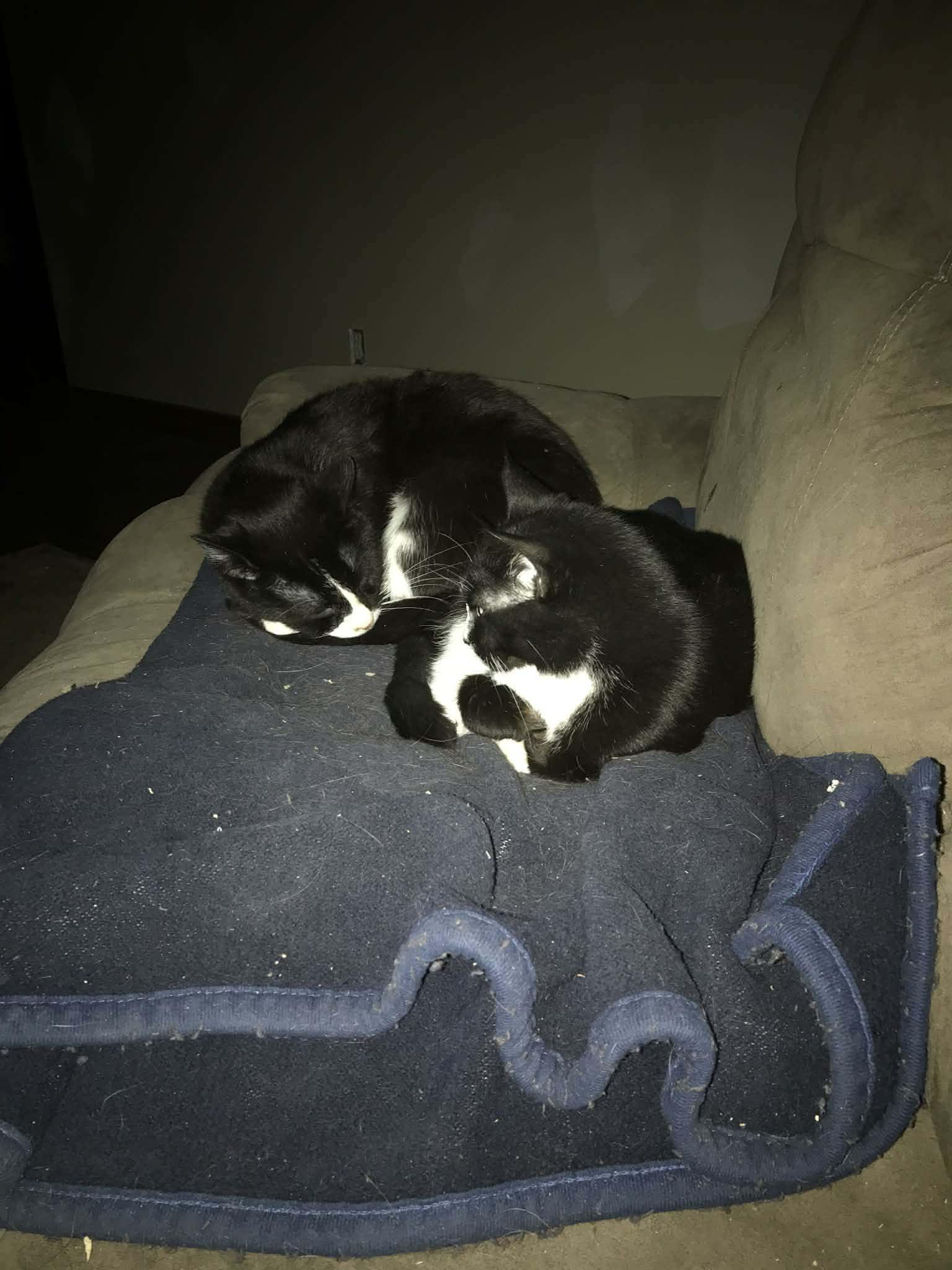 Enlarge Roo, a ADOPTABLE Tuxedo in Winnipeg, MB image 4/4