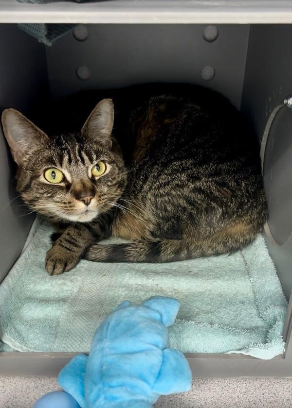 Vanessa, Adoptable, Adult Female Domestic Short Hair.