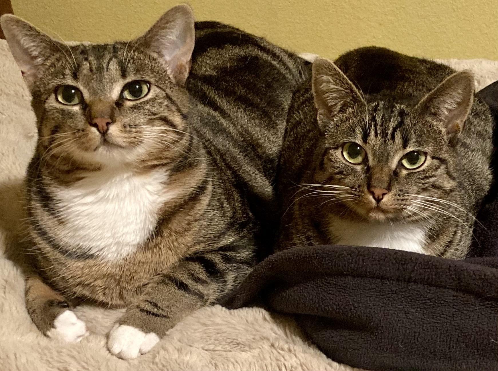 Carmen SanDiego and Kim Possible, a Adoptable Domestic Short Hair in Seattle, WA image 1/6