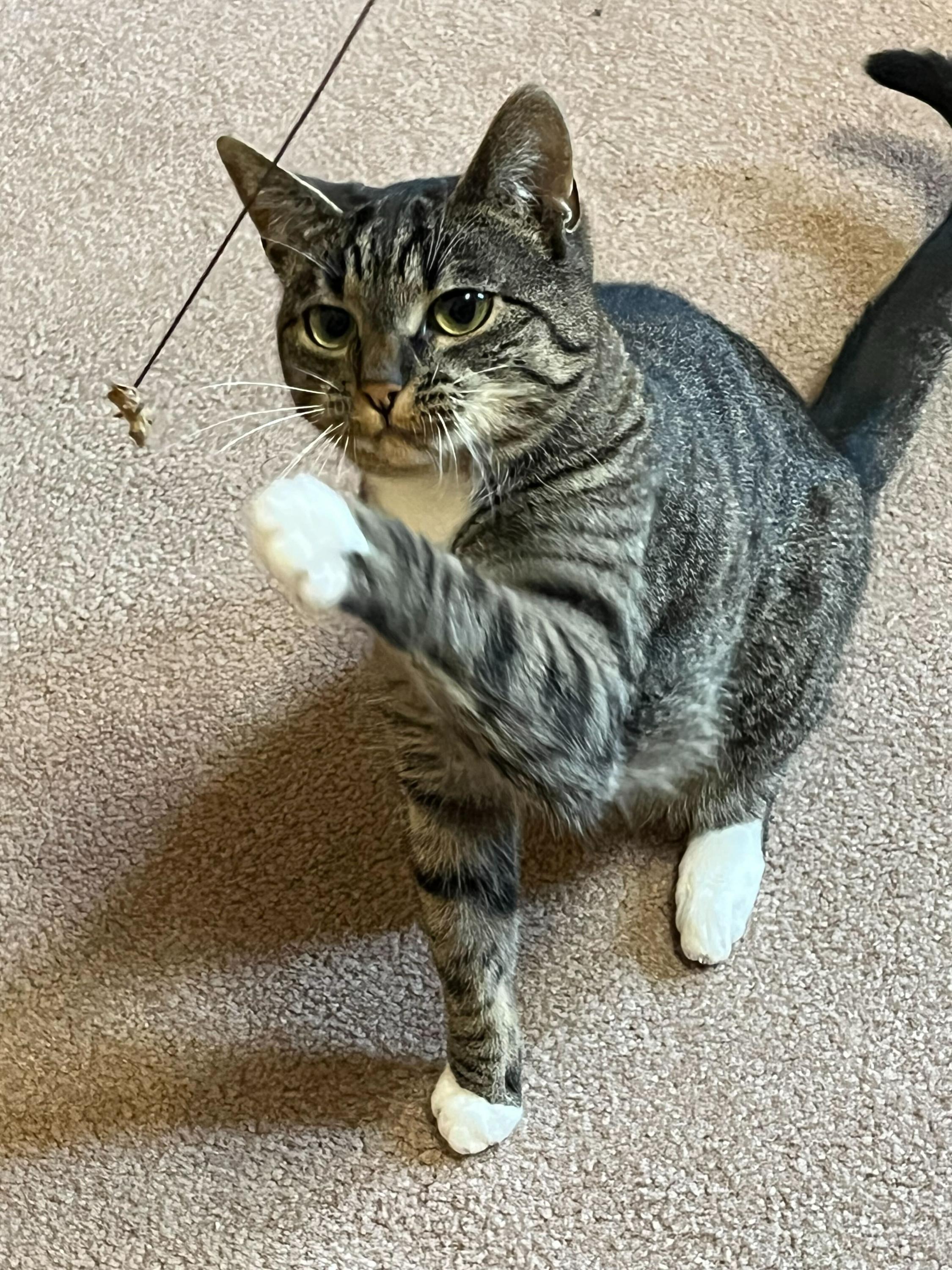Carmen SanDiego and Kim Possible, a Adoptable Domestic Short Hair in Seattle, WA image 5/6