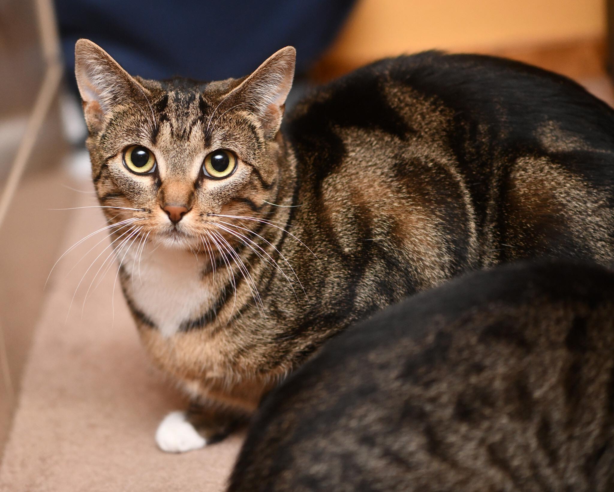 Carmen SanDiego and Kim Possible, a Adoptable Domestic Short Hair in Seattle, WA image 2/6