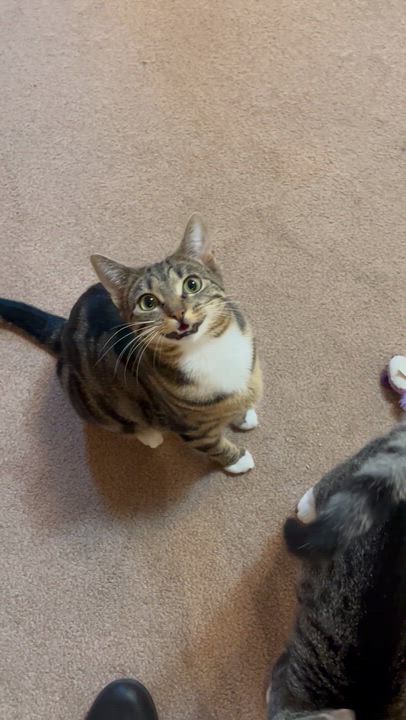 Enlarge Carmen SanDiego and Kim Possible, a Adoptable Domestic Short Hair in Seattle, WA video 6/6