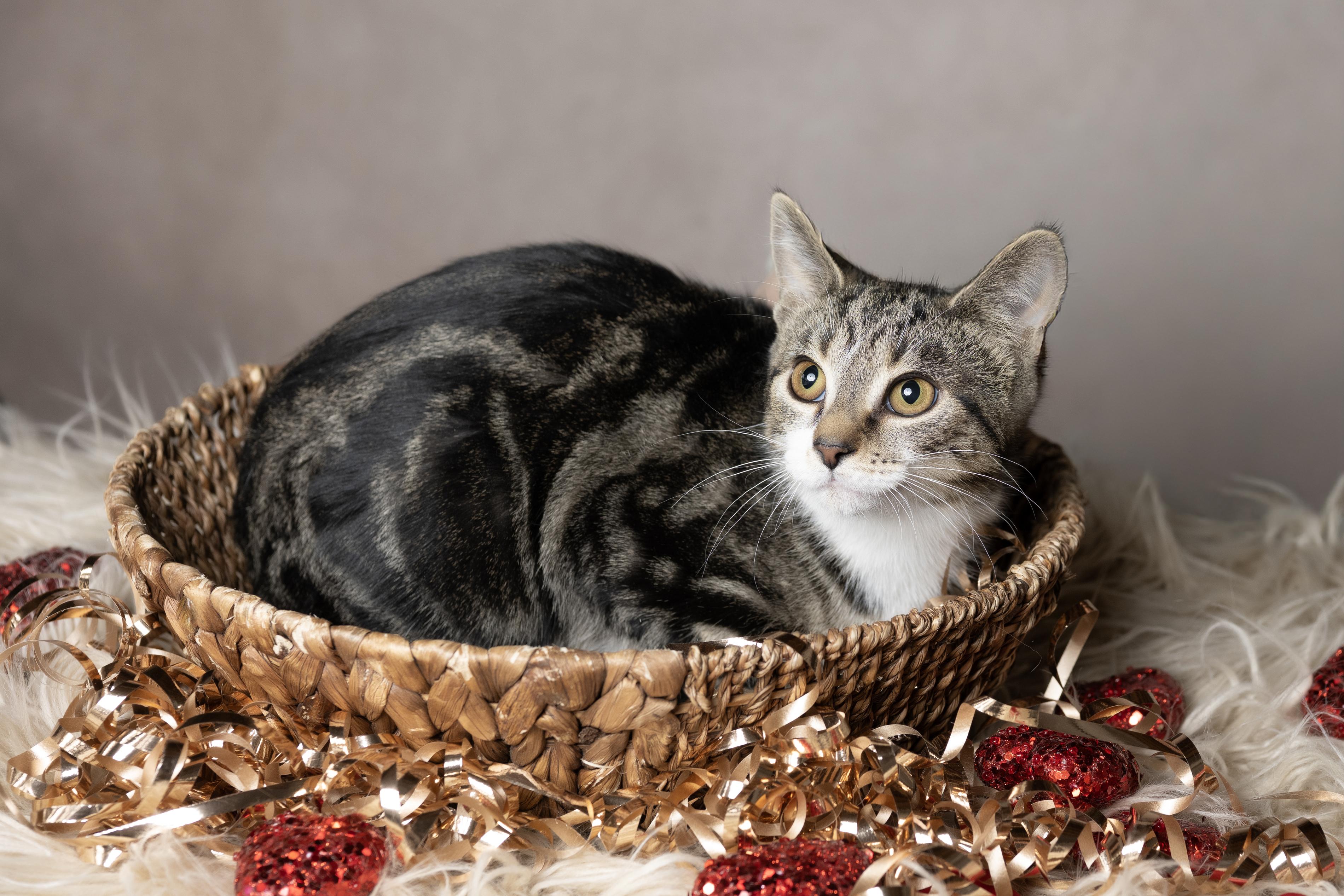 Maisie, ADOPTABLE, Young Female Domestic Short Hair.