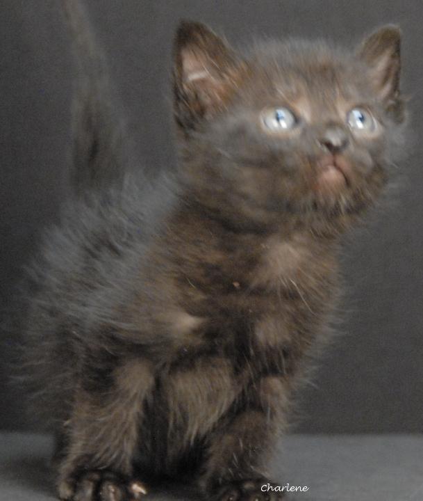 Walden, adopted, Kitten Male Domestic Short Hair.