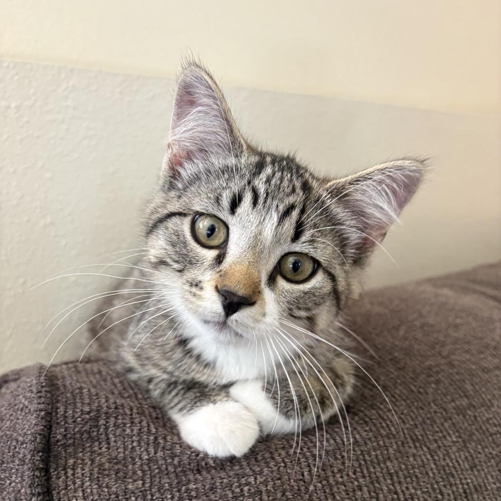Oakley, Adoptable, Kitten Male Domestic Short Hair.