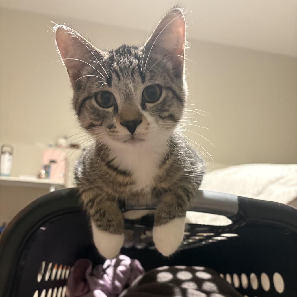 Oakley, a Adoptable Domestic Short Hair in Mondovi, WI image 2/4