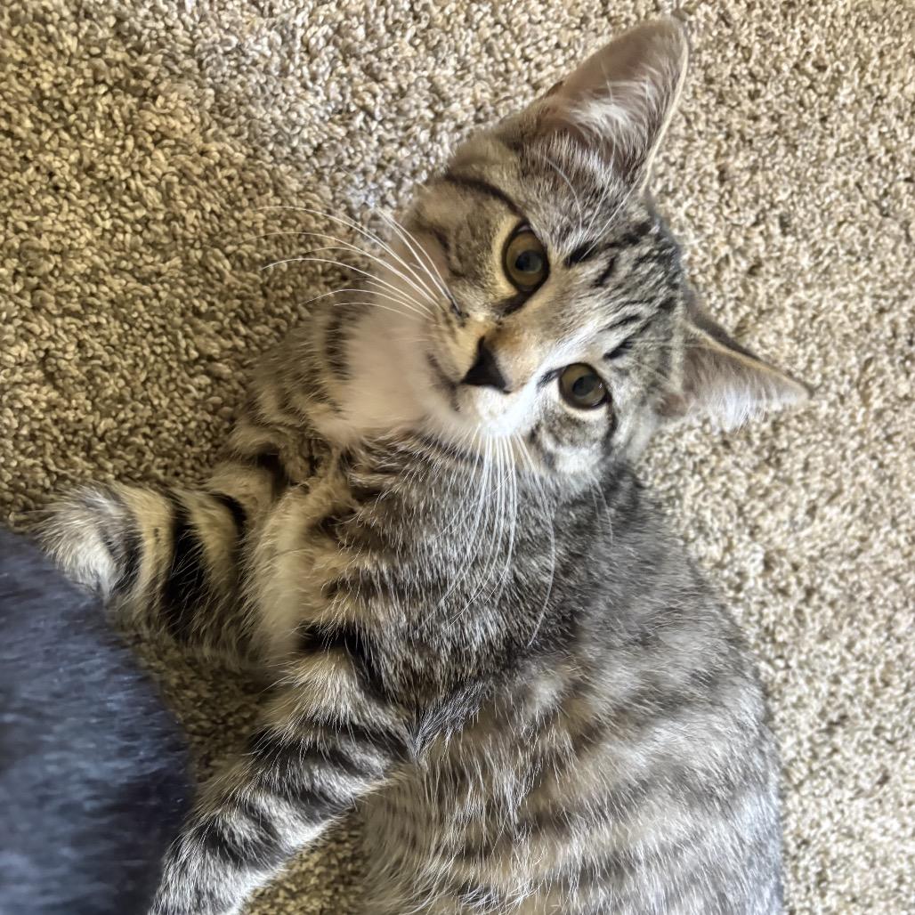 Oakley, a Adoptable Domestic Short Hair in Mondovi, WI image 3/4