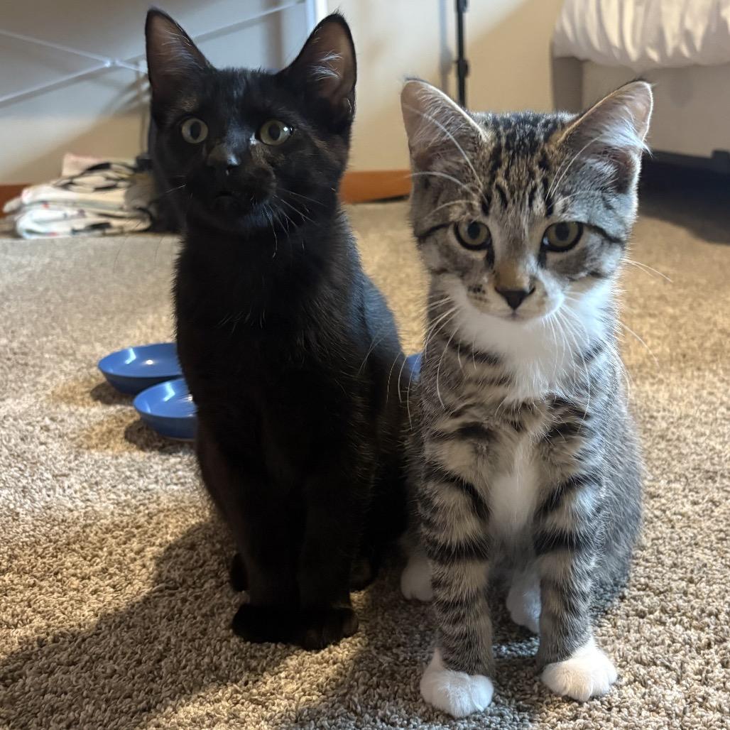 Oakley, a Adoptable Domestic Short Hair in Mondovi, WI image 4/4