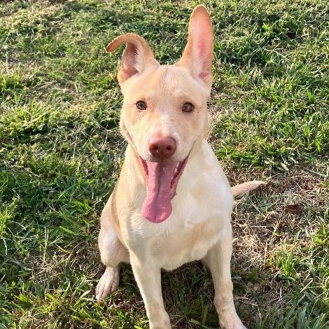 Enlarge Skip, a Adoptable mixed breed in Chelmsford, MA image 1/4