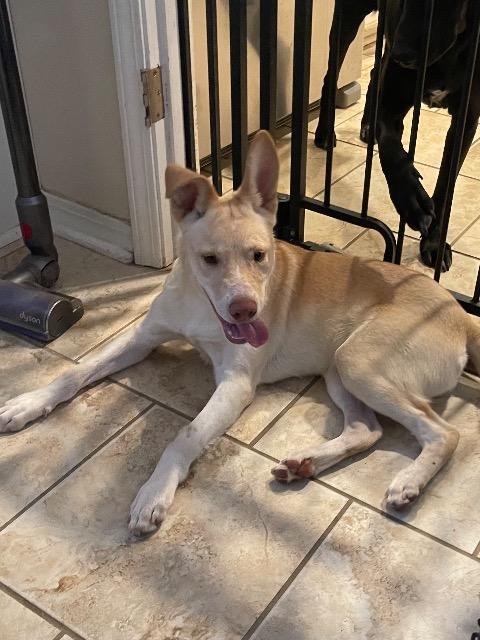 Enlarge Skip, a Adoptable mixed breed in Chelmsford, MA image 2/4