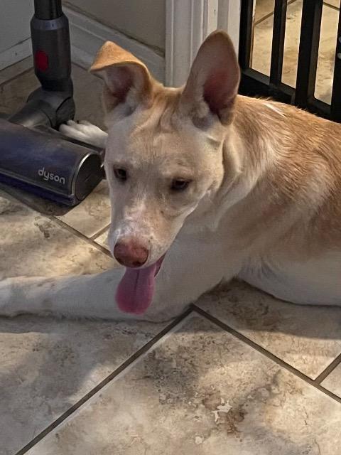 Enlarge Skip, a Adoptable mixed breed in Chelmsford, MA image 3/4