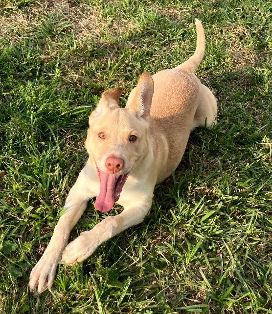 Enlarge Skip, a Adoptable mixed breed in Chelmsford, MA image 4/4