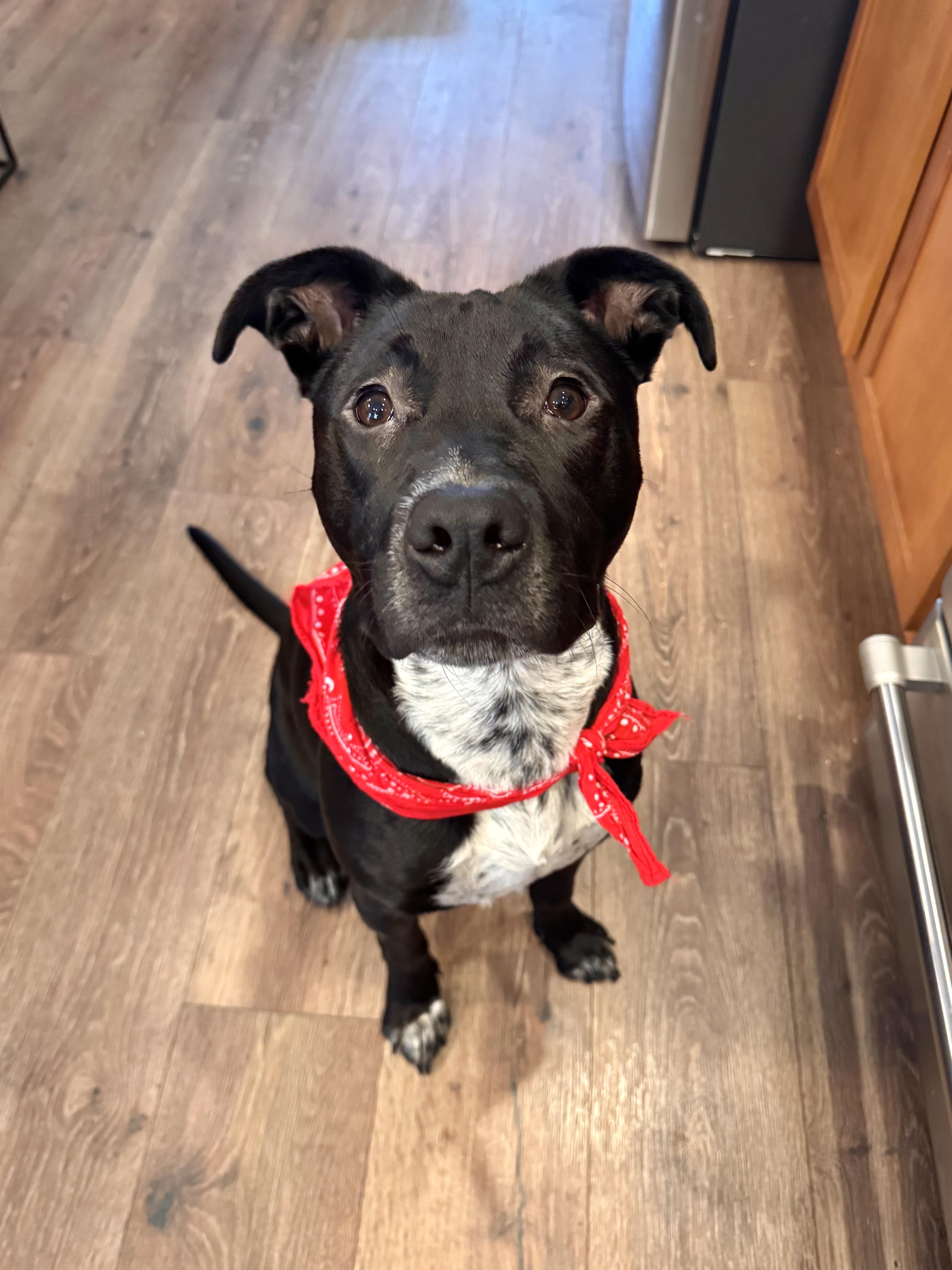 Enlarge Bean, a Adoptable mixed breed in Portland, OR image 2/5