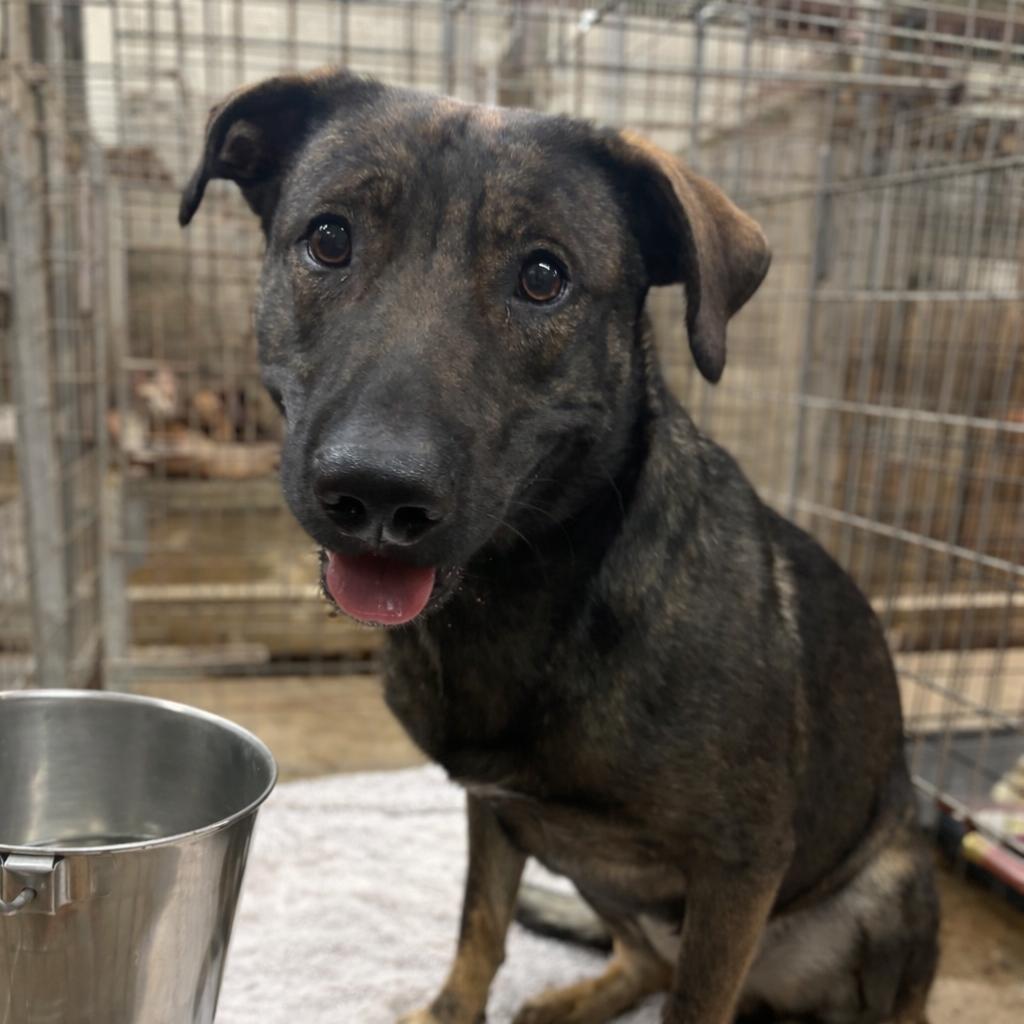 Waldo D46138, Adoptable, Adult Male German Shepherd Dog & Labrador Retriever.