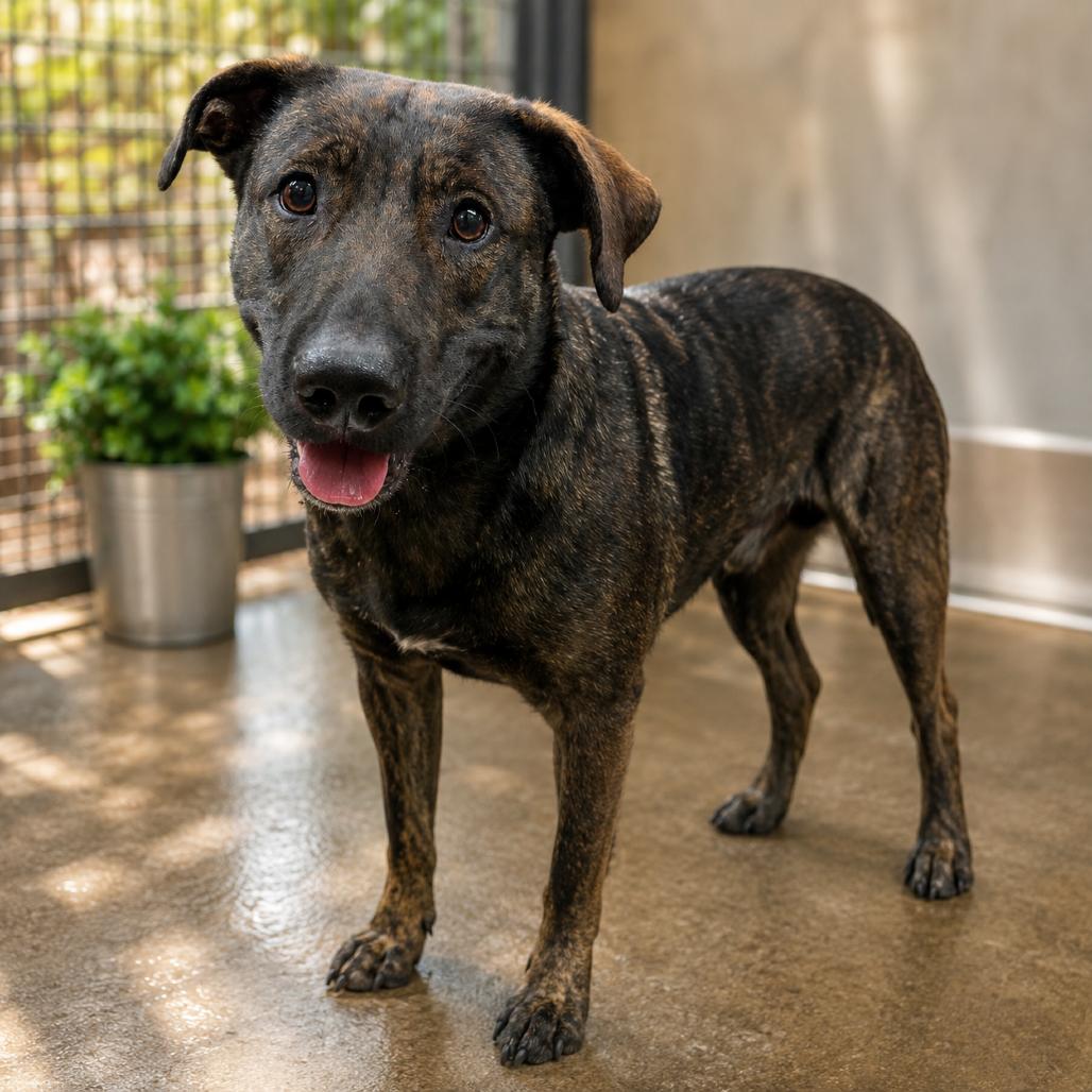 Waldo D46138, a Adoptable mixed breed in Corsicana, TX image 2/2