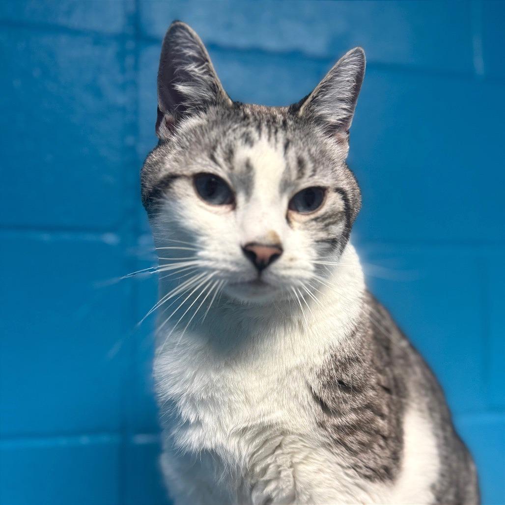 Enlarge Snowball, a Adoptable Domestic Short Hair in Cheyenne, WY image 1/5