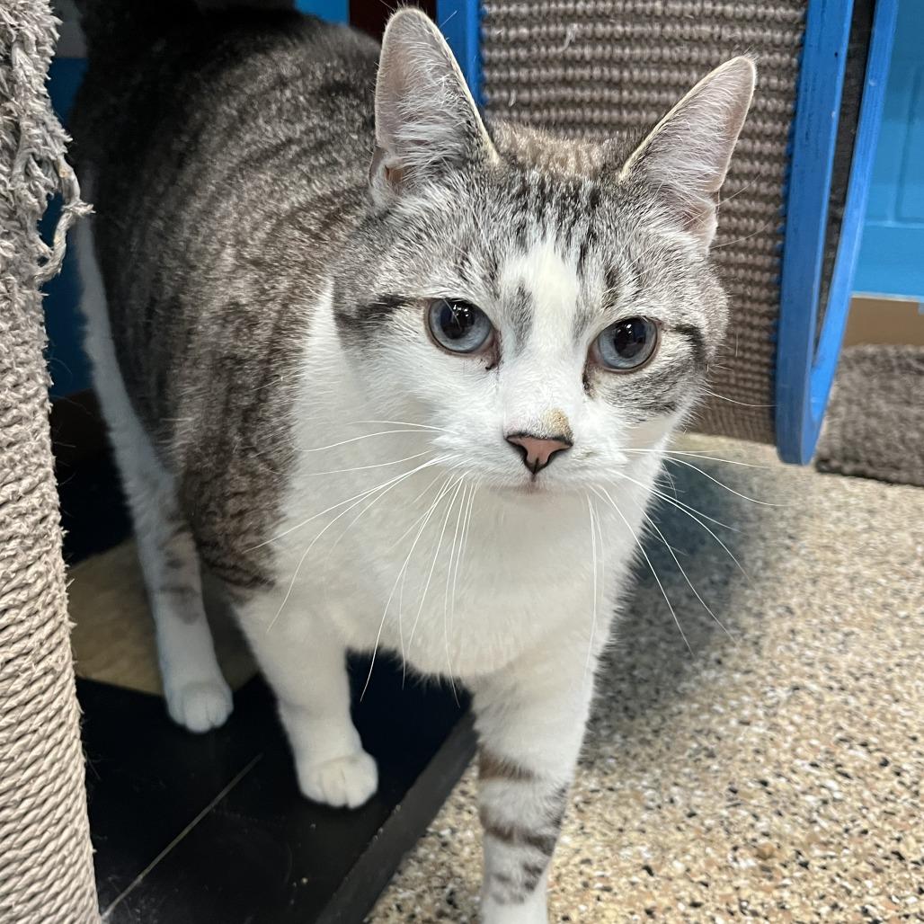 Enlarge Snowball, a Adoptable Domestic Short Hair in Cheyenne, WY image 2/5