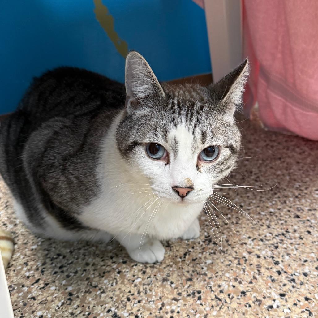Enlarge Snowball, a Adoptable Domestic Short Hair in Cheyenne, WY image 3/5