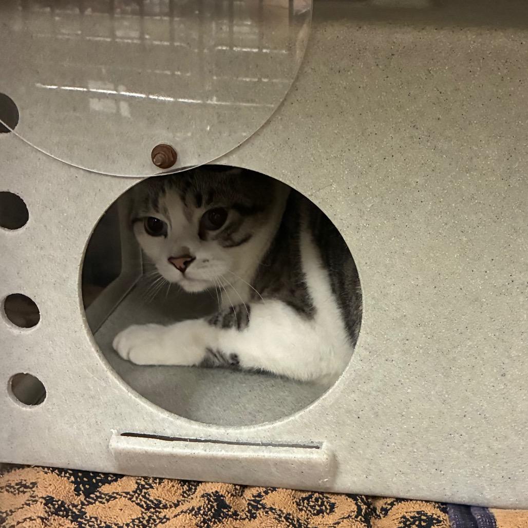 Enlarge Snowball, a Adoptable Domestic Short Hair in Cheyenne, WY image 4/5