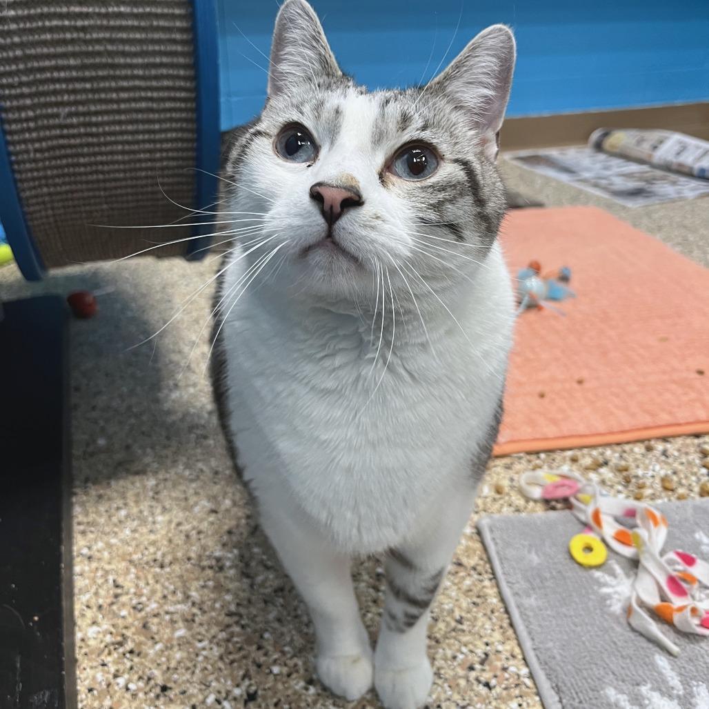 Enlarge Snowball, a Adoptable Domestic Short Hair in Cheyenne, WY image 5/5
