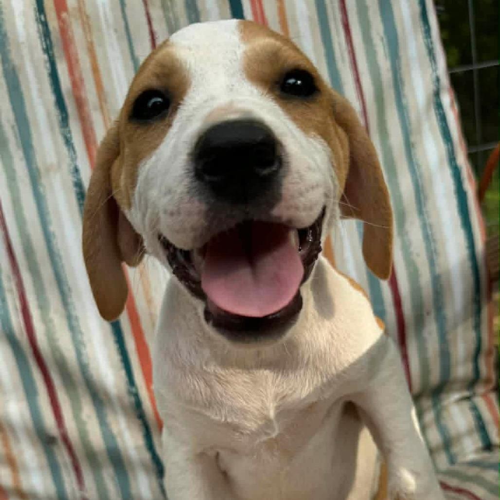 Emmylou, Adoptable, Puppy Female Mixed Breed.