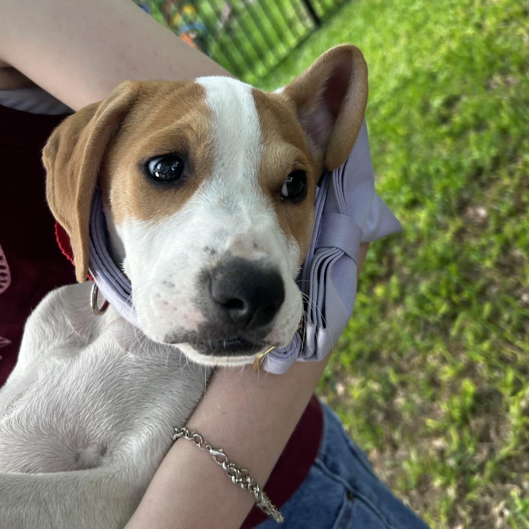 Enlarge Emmylou, a Adoptable Mixed Breed in Austin, TX image 2/4