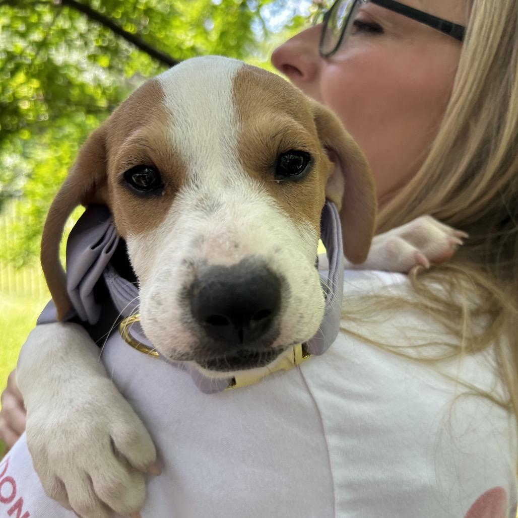 Enlarge Emmylou, a Adoptable Mixed Breed in Austin, TX image 3/4