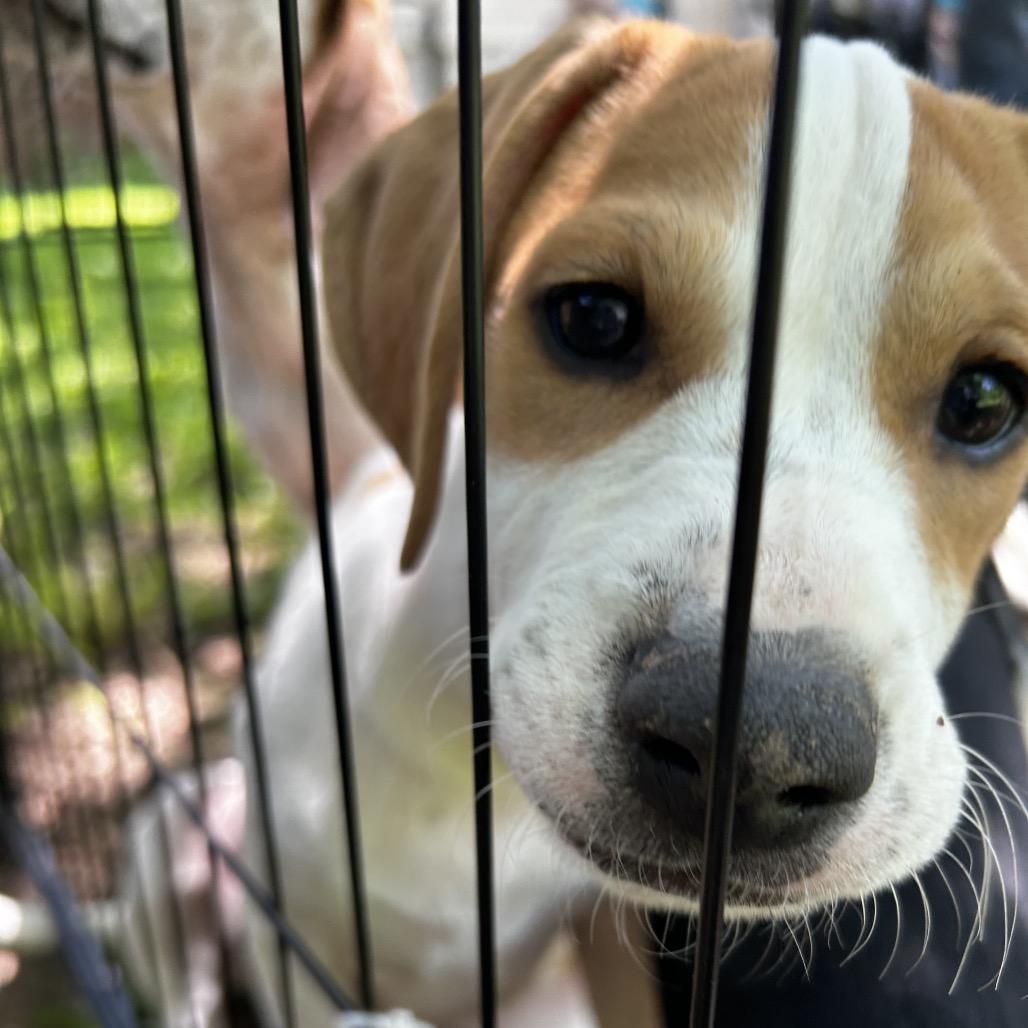 Enlarge Emmylou, a Adoptable Mixed Breed in Austin, TX image 4/4