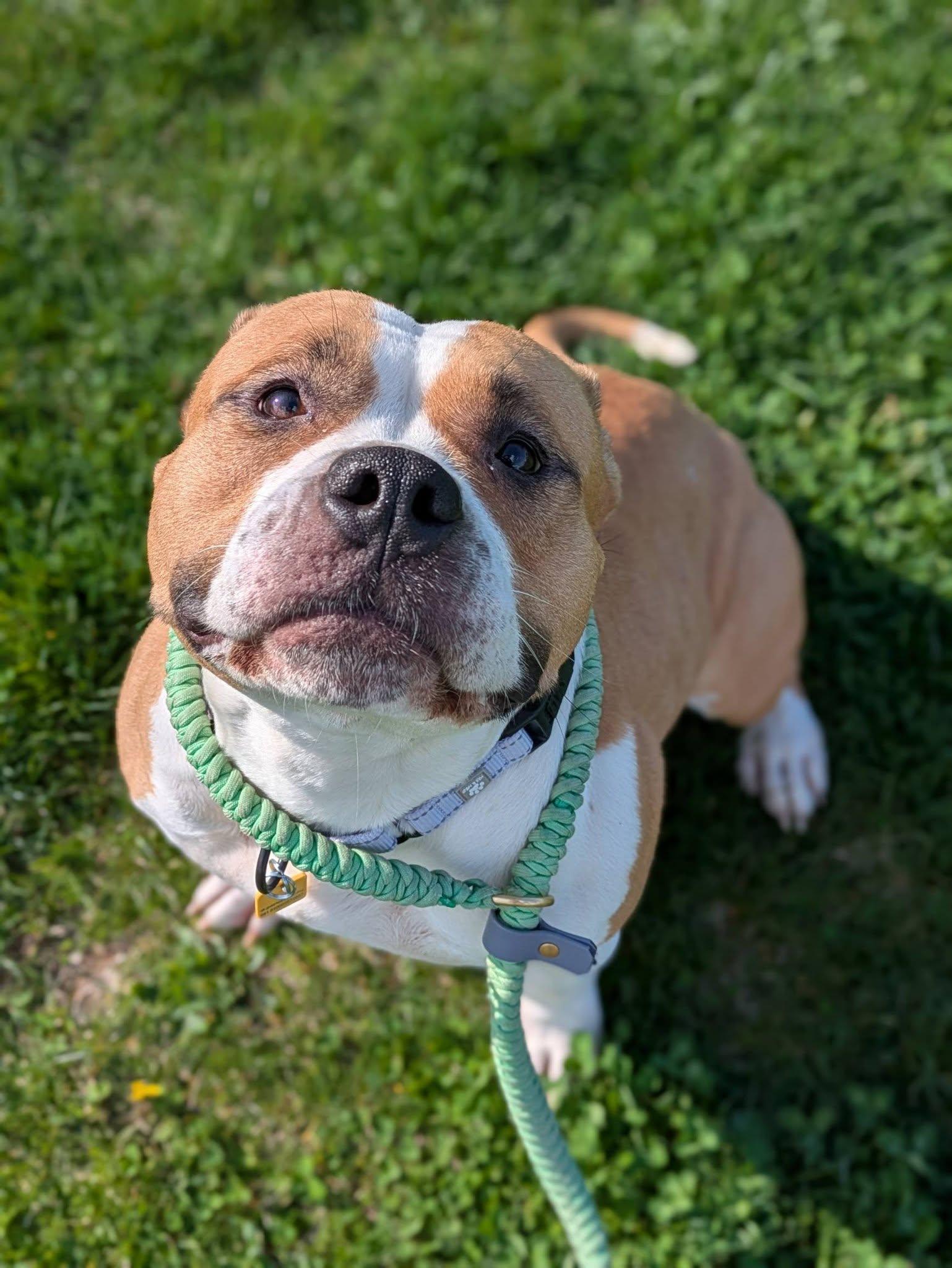 Enlarge Erica, an adopted mixed breed in Cleveland, OH image 6/6