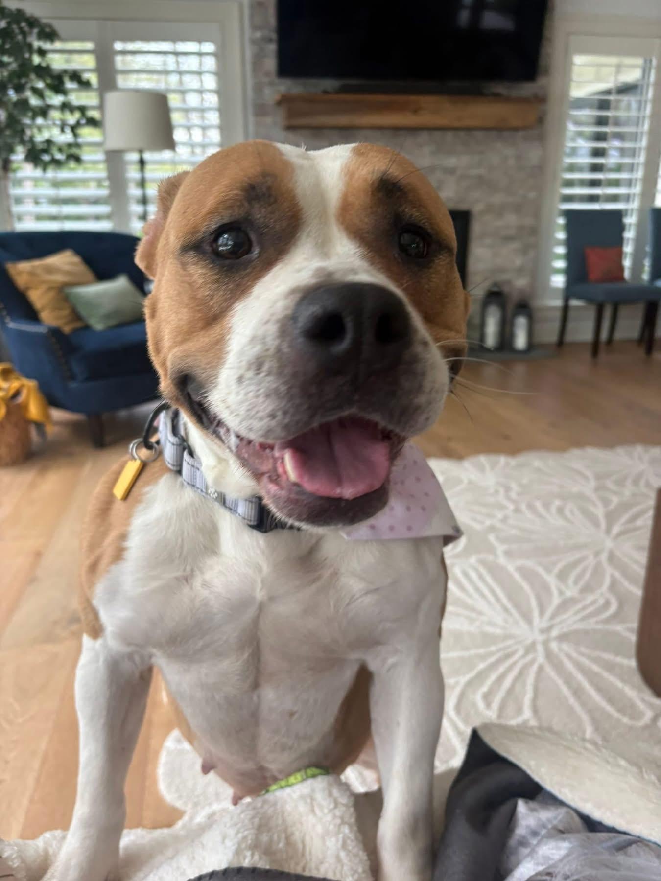 Enlarge Erica, an adopted mixed breed in Cleveland, OH image 1/6