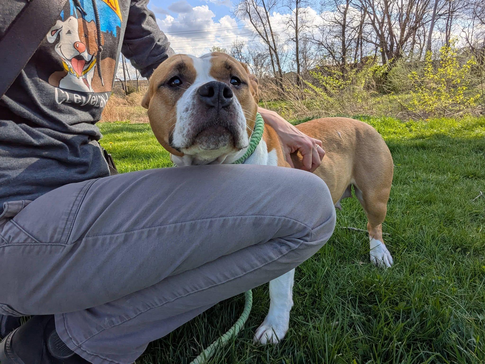 Enlarge Erica, an adopted mixed breed in Cleveland, OH image 5/6
