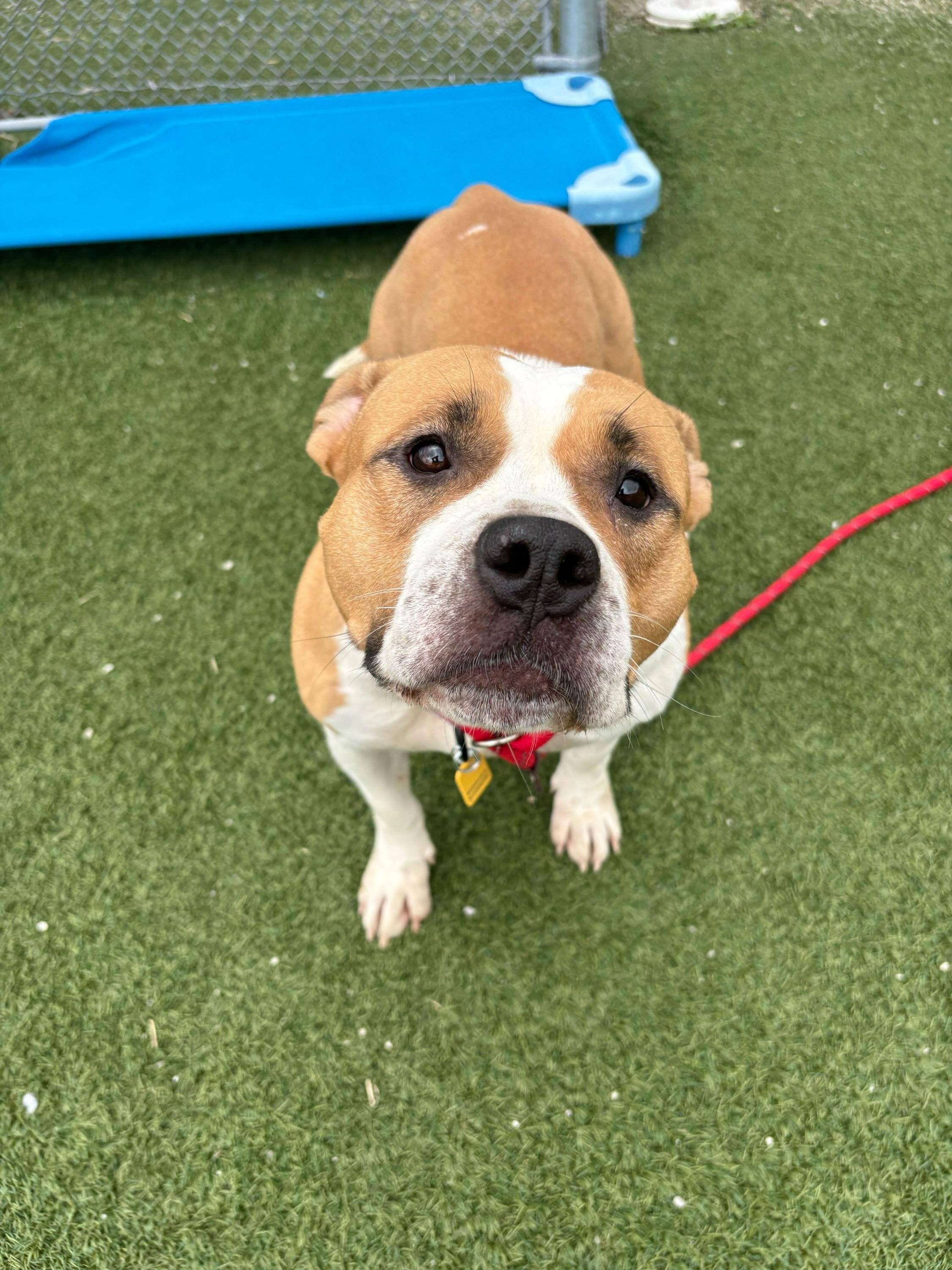 Enlarge Erica, an adopted mixed breed in Cleveland, OH image 3/6